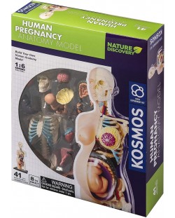 Παιδικό σετ Thames & Kosmos - Ανατομία ανθρώπινης εγκυμοσύνης