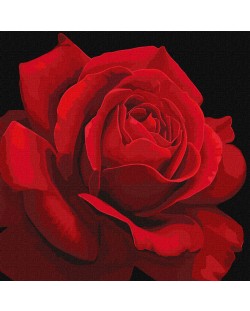 Σετ ζωγραφικής με αριθμούς  Ideyka - Τριαντάφυλλο κόκκινο, 40 х 40 cm