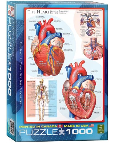 Παζλ Eurographics 1000 κομμάτια – Το ανθρώπινο σώμα, Καρδιά - 1
