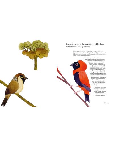 Atlas of Amazing Birds - 8