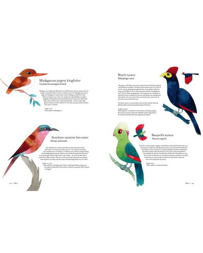 Atlas of Amazing Birds - 7