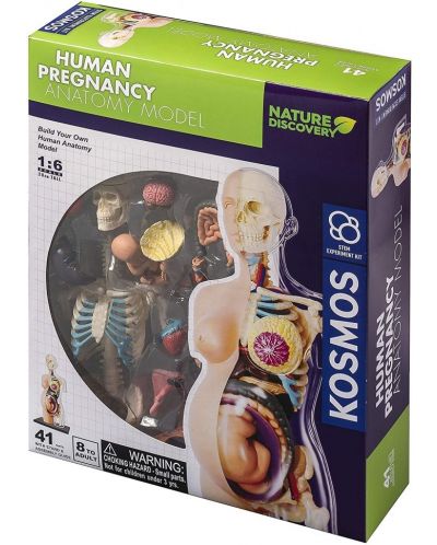 Παιδικό σετ Thames & Kosmos - Ανατομία ανθρώπινης εγκυμοσύνης - 1