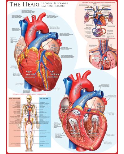 Παζλ Eurographics 1000 κομμάτια – Το ανθρώπινο σώμα, Καρδιά - 2