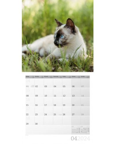 Ημερολόγιο Ackermann - Cats, 2024 - 5