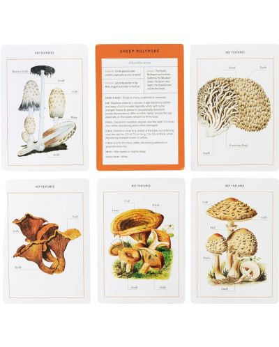 New York Botanical Garden Mushroom Identification Flashcards - 3