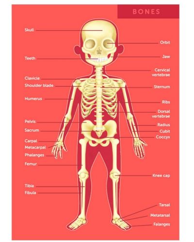Εκπαιδευτικό παζλ Eurekakids - Το ανθρώπινο σώμα, 100 μέρη - 3