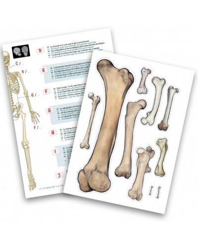 Εκπαιδευτικό σετ Buki France - ανθρώπινος σκελετός, 85 cm - 4