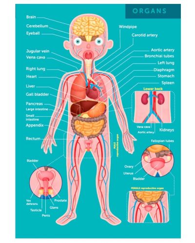 Εκπαιδευτικό παζλ Eurekakids - Το ανθρώπινο σώμα, 100 μέρη - 4