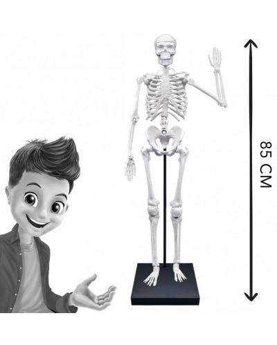 Εκπαιδευτικό σετ Buki France - ανθρώπινος σκελετός, 85 cm - 5