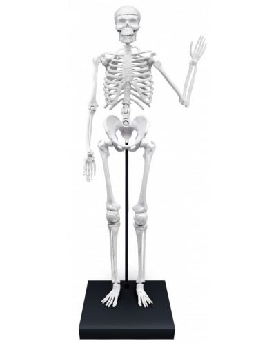 Εκπαιδευτικό σετ Buki France - ανθρώπινος σκελετός, 85 cm - 3