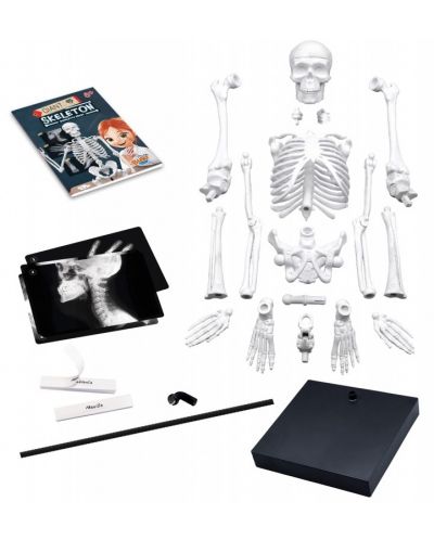 Εκπαιδευτικό σετ Buki France - ανθρώπινος σκελετός, 85 cm - 2
