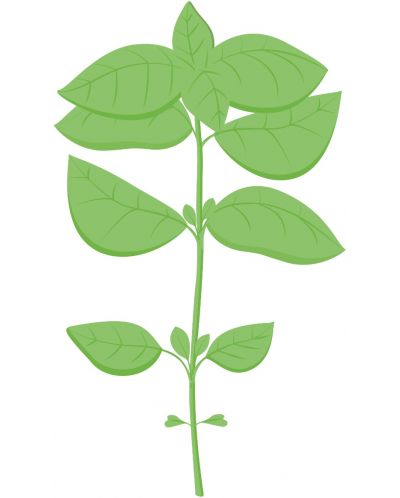 Σπόρια   Veritable - Lingot,Βασιλικός λεμόνι, μη ΓΤΟ - 3