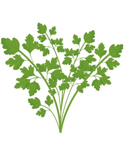 Σπόρια   Veritable - Lingot,Φύλλα σέλινου, μη ΓΤΟ - 3
