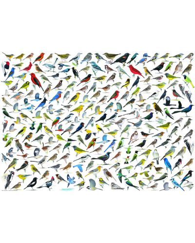 Παζλ Eurographics 2000 κομμάτια - Ο κόσμος των πουλιών, David Sibley - 2