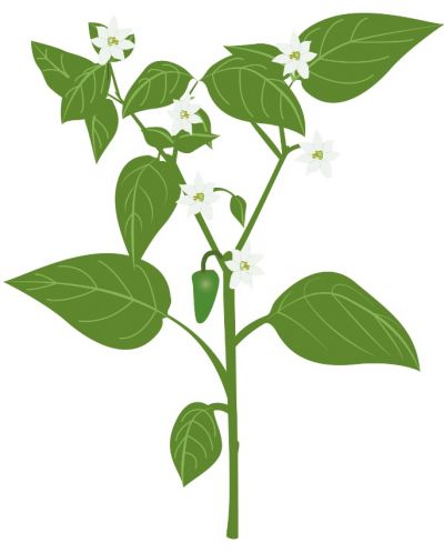 Σπόρια   Veritable - Lingot, Πιπεριές Jalapeno, μη ΓΤΟ - 3