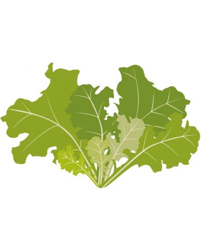 Σπόρια   Veritable - Lingot,Σαλάτα φύλλα βελανιδιάς, μη ΓΤΟ - 3