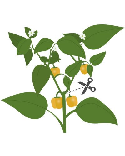 Σπόρια Veritable - Lingot, Κίτρινοι μίνι πιπεριές , χωρίς ΓΤΟ - 4