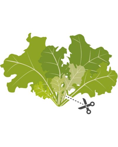 Σπόρια   Veritable - Lingot,Σαλάτα φύλλα βελανιδιάς, μη ΓΤΟ - 4