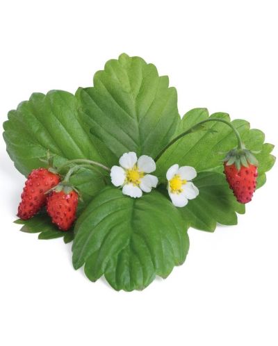 Σπόρια   Veritable - Lingot,Κόκκινες άγριες φράουλες, μη ΓΤΟ - 2