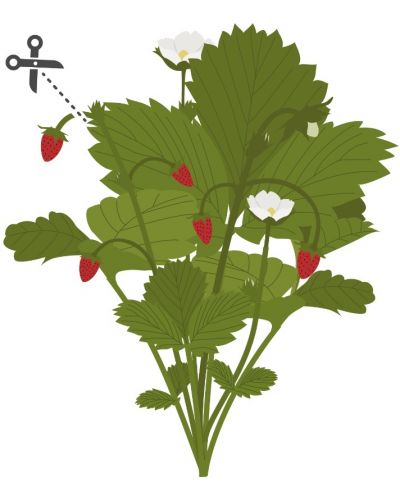 Σπόρια   Veritable - Lingot,Κόκκινες άγριες φράουλες, μη ΓΤΟ - 3