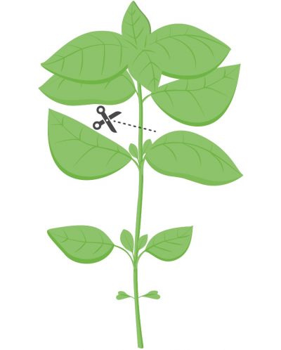 Σπόρια   Veritable - Lingot,Βασιλικός λεμόνι, μη ΓΤΟ - 4