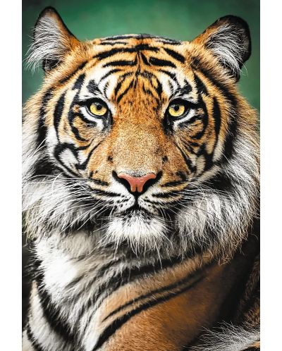 Παζλ Trefl 1500 κομμάτια -Πορτρέτο τίγρης - 2