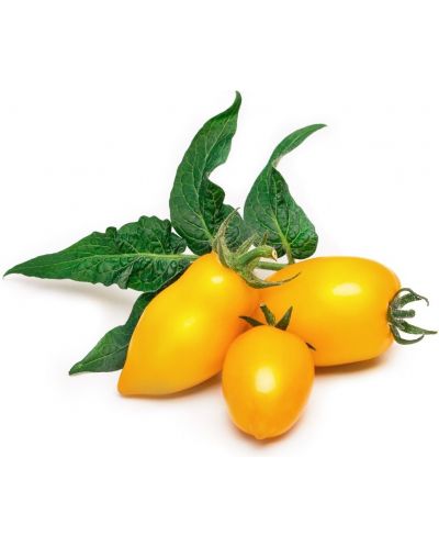 Σπόρια Veritable - Lingot, Κίτρινες μίνι ντομάτες, μη ΓΤΟ - 2