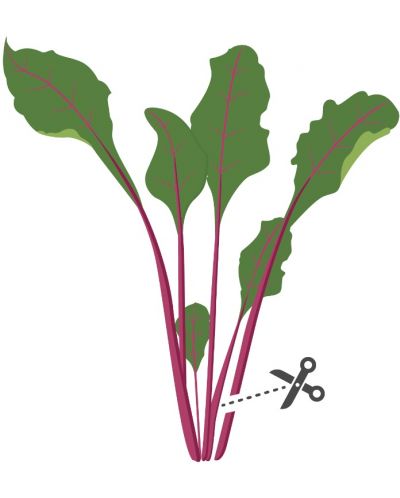 Σπόρια   Veritable - Lingot,Φύλλα παντζαριού, μη ΓΤΟ - 4