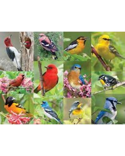 Παζλ Springbok 500 κομμάτια - Πουλιά στο δάσος - 2