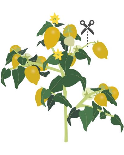 Σπόρια Veritable - Lingot, Κίτρινες μίνι ντομάτες, μη ΓΤΟ - 4