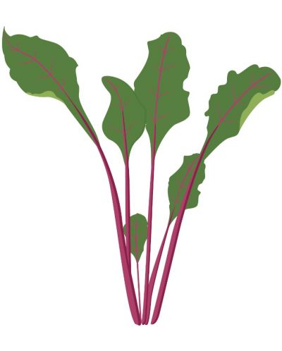 Σπόρια   Veritable - Lingot,Φύλλα παντζαριού, μη ΓΤΟ - 3