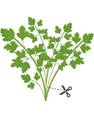 Σπόρια   Veritable - Lingot,Φύλλα σέλινου, μη ΓΤΟ - 4