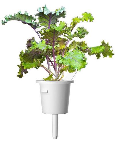 Σπόροι Click and Grow - Κόκκινο κατσαρό λάχανο, 3 ανταλλακτικά - 3
