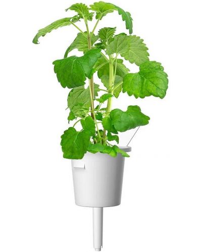 Σπόροι Click and Grow - Catnip, 3 ανταλλακτικά - 5