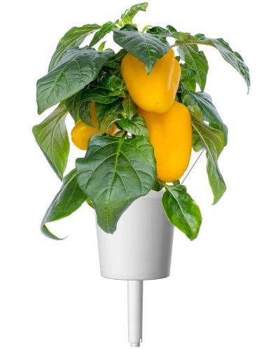 Σπόροι Click and Grow - Κίτρινο γλυκό πιπέρι, 3 ανταλλακτικά - 2