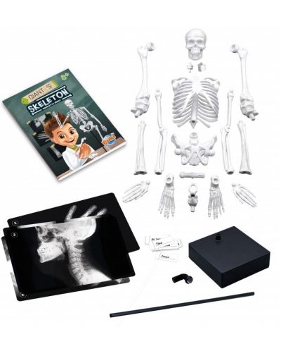Δημιουργικό σετ Buki France -DIY ανθρώπινος σκελετός, 45 εκ - 2
