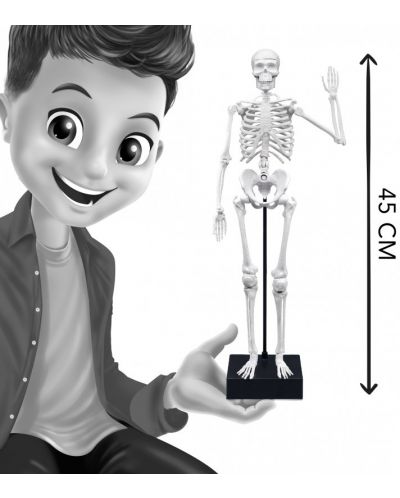 Δημιουργικό σετ Buki France -DIY ανθρώπινος σκελετός, 45 εκ - 6