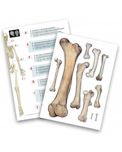 Δημιουργικό σετ Buki France -DIY ανθρώπινος σκελετός, 45 εκ - 5