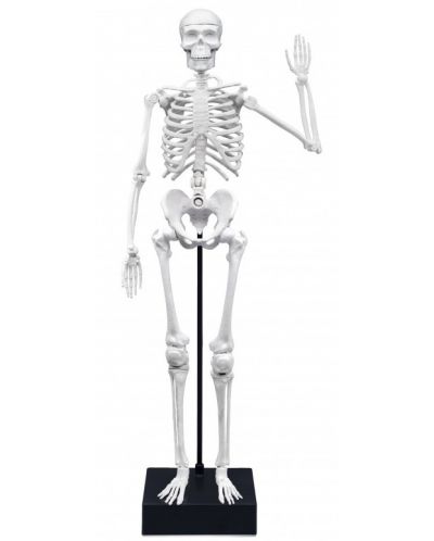 Δημιουργικό σετ Buki France -DIY ανθρώπινος σκελετός, 45 εκ - 3