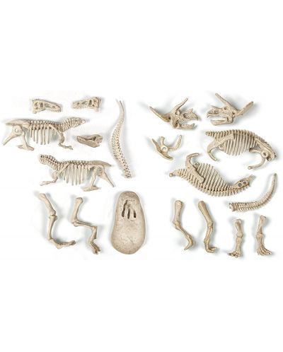 Σετ Clementoni Science & Play - Φωτεινοί σκελετοί T-Rex και Triceratops - 4