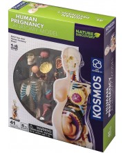Παιδικό σετ Thames & Kosmos - Ανατομία ανθρώπινης εγκυμοσύνης
