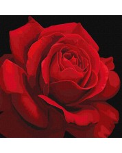 Σετ ζωγραφικής με αριθμούς  Ideyka - Τριαντάφυλλο κόκκινο, 40 х 40 cm