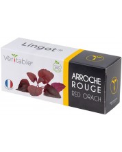 Σπόρια   Veritable - Lingot,Κόκκινο γαλλικό σπανάκι, μη ΓΤΟ -1