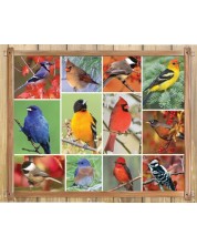 Παζλ Springbok 1000 κομμάτια - Γλυκά πουλιά