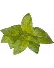 Σπόροι Click and Grow - Lime Βασιλικός, 3 ανταλλακτικά -1