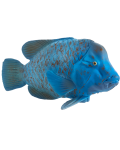 Φιγούρα   Mojo Sealife - Blue Grouper - 2t