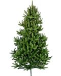 Χριστουγεννιάτικο δέντρο  Alpina - Άγριο έλατο, 150 cm, Ф 55 cm, πράσινο - 1t