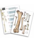 Εκπαιδευτικό σετ Buki France - ανθρώπινος σκελετός, 85 cm - 4t