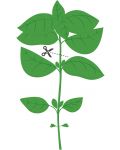 Σπόρια   Veritable - Lingot,Βασιλικός κανέλας, μη ΓΤΟ - 4t