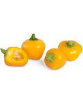 Σπόρια Veritable - Lingot, Κίτρινοι μίνι πιπεριές , χωρίς ΓΤΟ - 2t